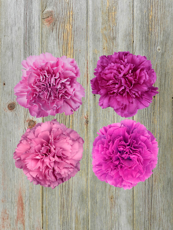 LAVENDER CARNATIONS